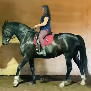 Dark bay horse trotting with a rider in an indoor arena