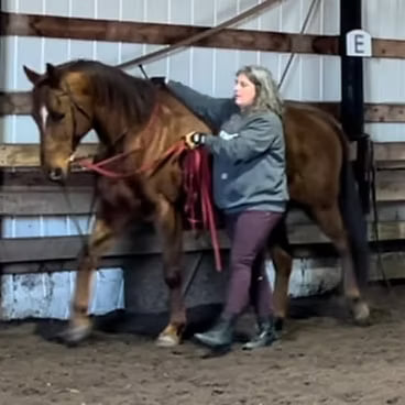 Rider in a dark jacket on a bay horse in an indoor arena
