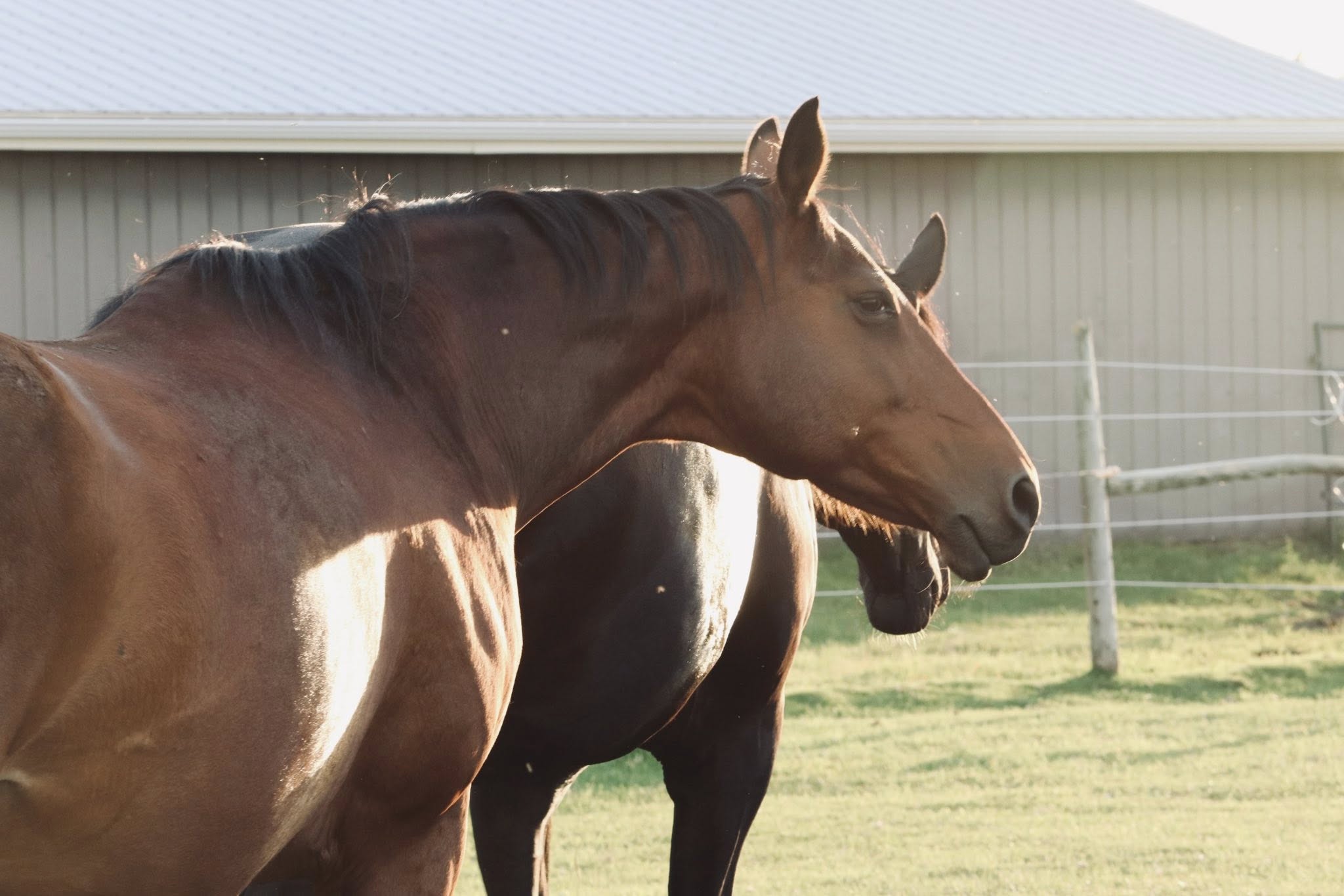 Two bay horses standing together beside the barn