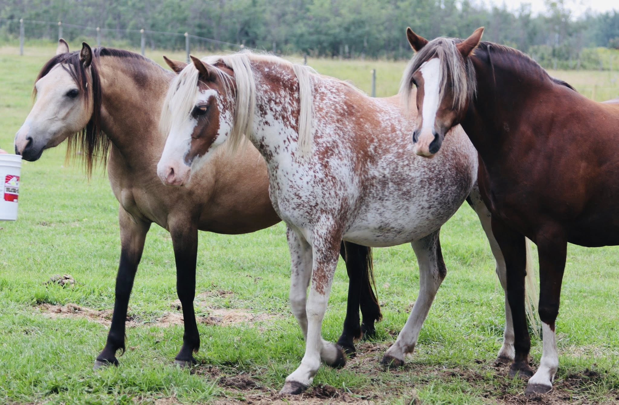 Three ponies — buckskin, spotted and chestnut — standing in a pasture