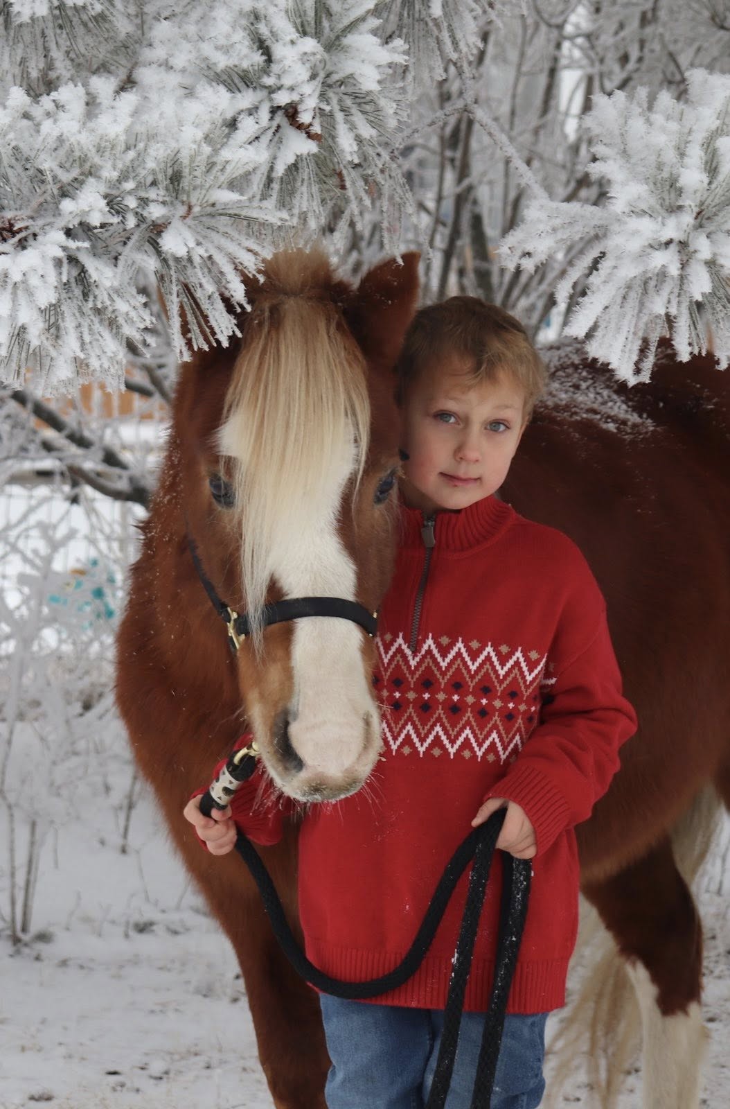 A boy in a red sweater holding a chestnut pony beneath frosted pine branches