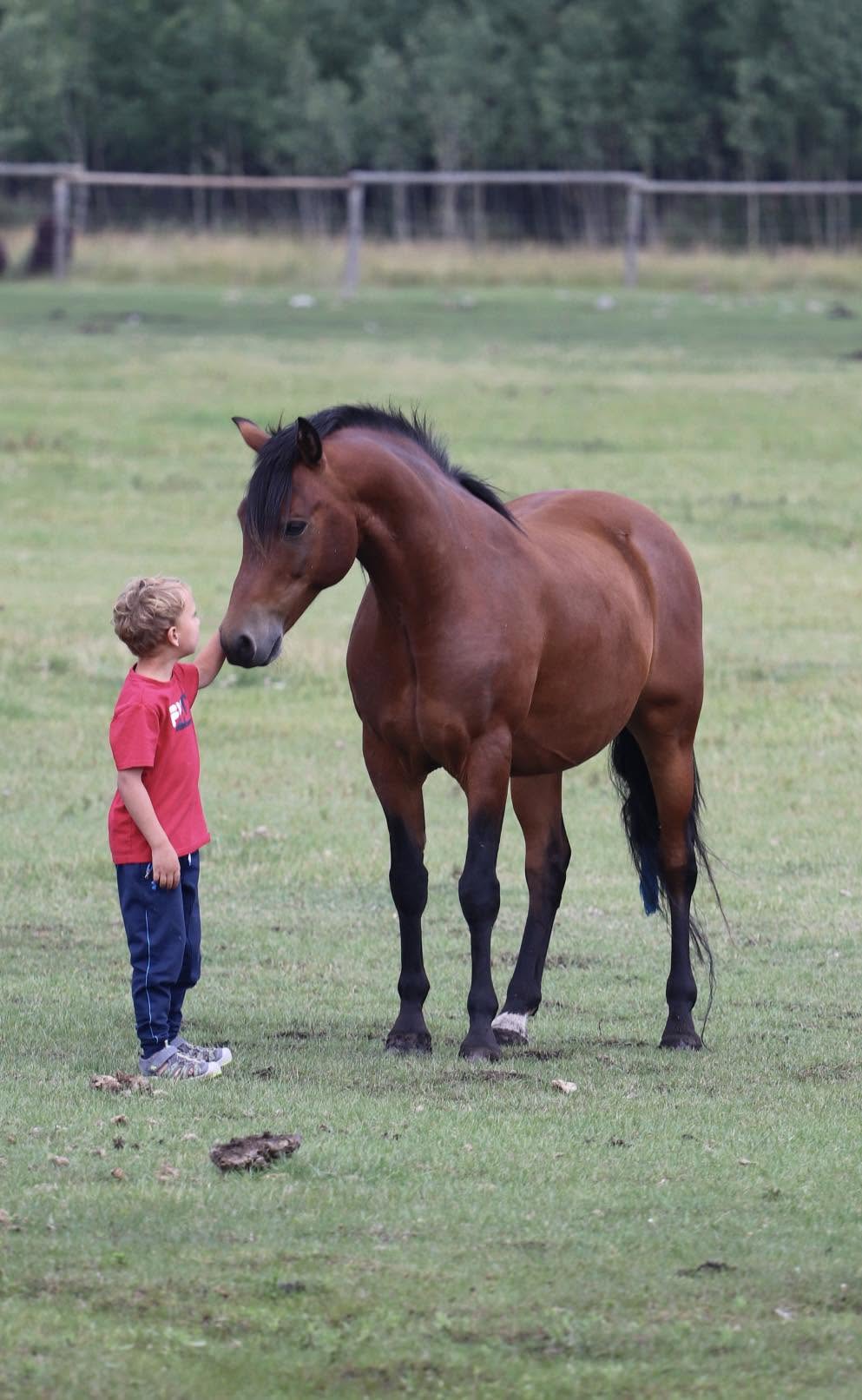 A small child reaching up to pet a bay horse in a pasture
