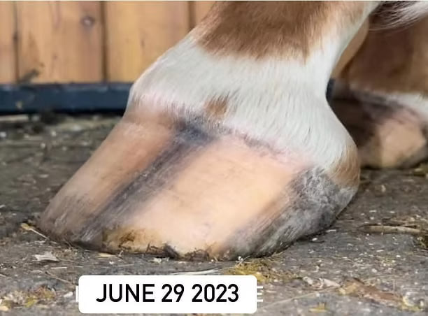 First Trim — horse hoof on June 29, 2023