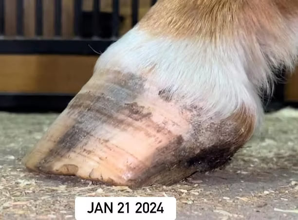 Progression — horse hoof on Jan 21, 2024