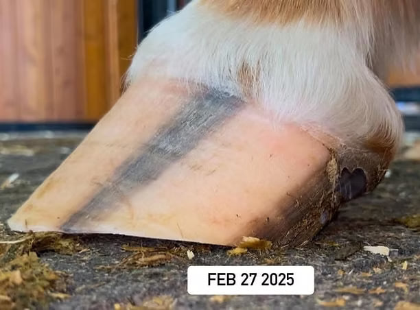Rehabilitated — horse hoof on Feb 27, 2025